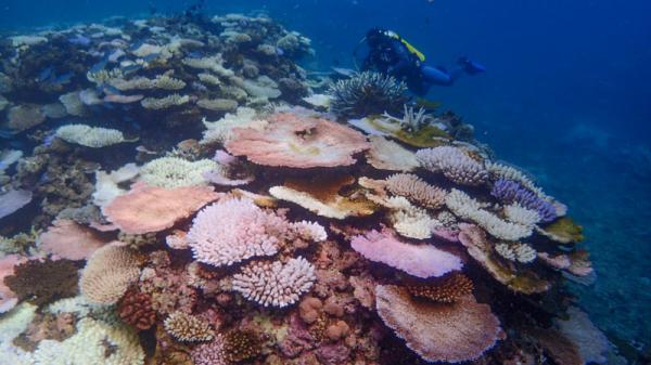 Diver observes bleached corals on a reef