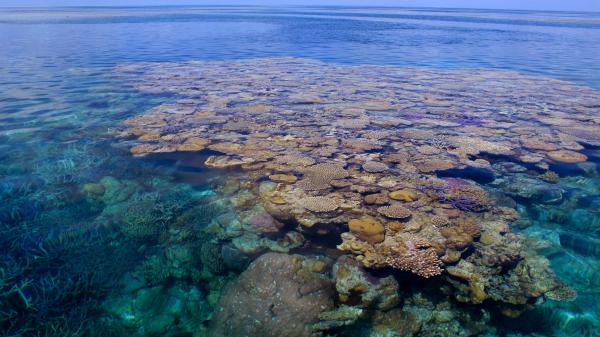 reef top in western australia