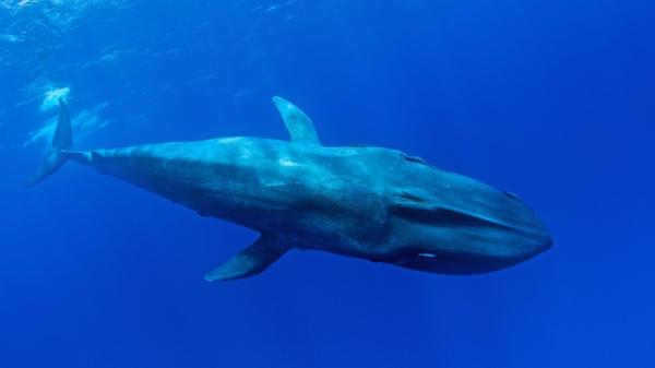 a whale underwater in clear water