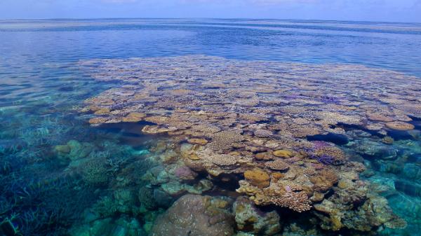 Coral reef from surface