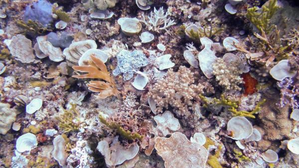 reefscape of a sponge garden