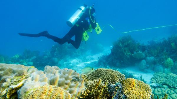 A scuba diver monitors a healthy coral reef