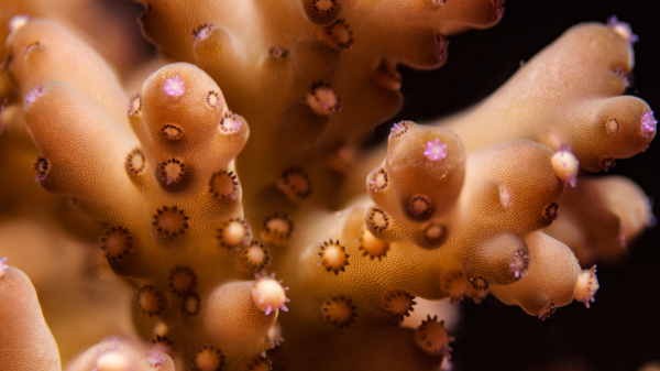 Out of season coral spawning