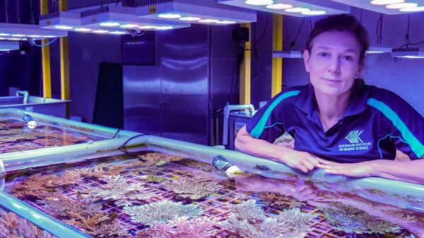 A person stands over a tank filled with corals