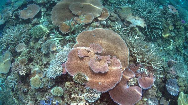 looking down on many types of hard coral