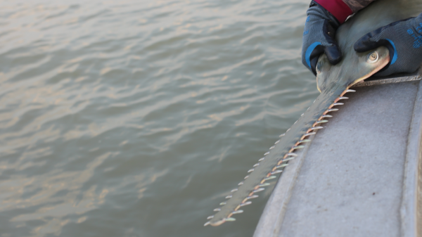 Gloved hands hold onto a sawfish on the side of a boat