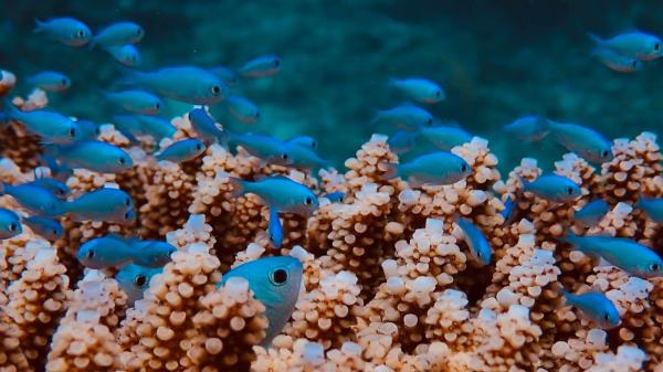 Small blue fish congregate all around coral formations 