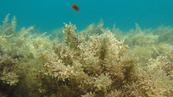 A general shot of a Sargassum meadow 