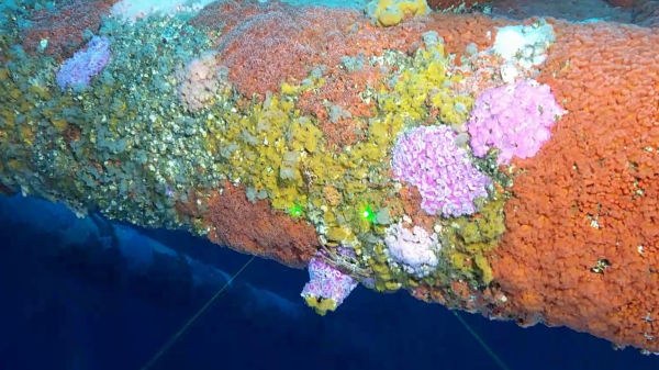 Colourful jewel anemones cover an underwater section of an oil and gas platform 