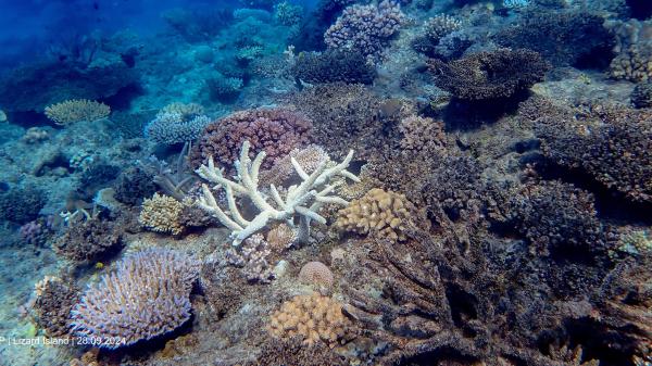 a reef with many dead table corals and a live branching coral