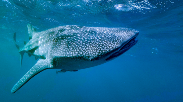 whale shark