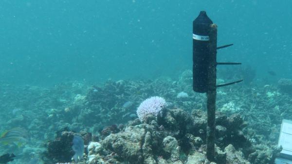 cylindrical black instrument attached to a star picket underwater on coral reef