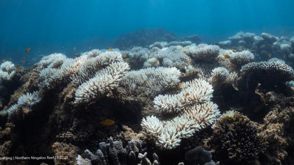 looking across a hard coral community with lots of bleached corals