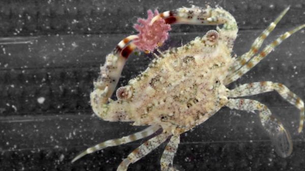 Close up image of a small crab feeding on a juvenile crown-of-thorns starfish