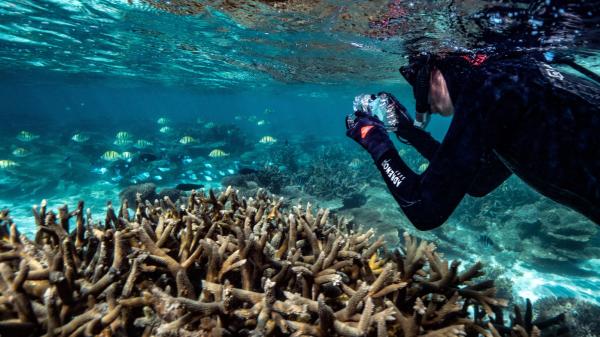 A snorkeller takes a picture with an underwater camera while swimming over a coral in shallow water