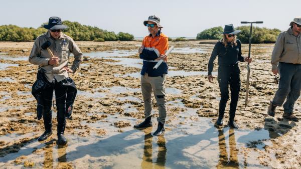 Scientists take soil core from mangroves