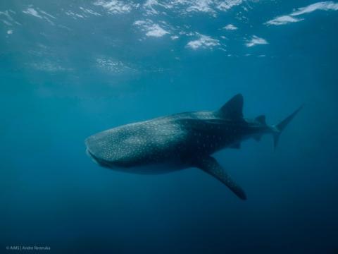 Whaleshark