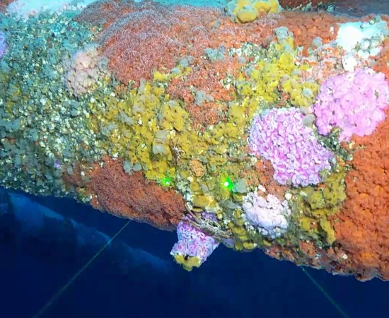 Colourful jewel anemones cover an underwater section of an oil and gas platform 