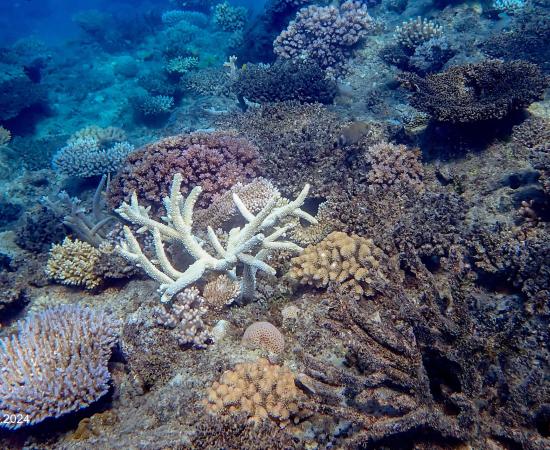 a reef with many dead table corals and a live branching coral