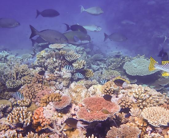 Fish swim around a colourful coral garden