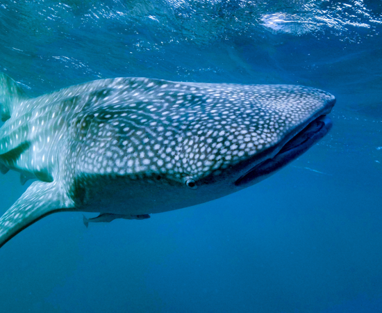 whale shark