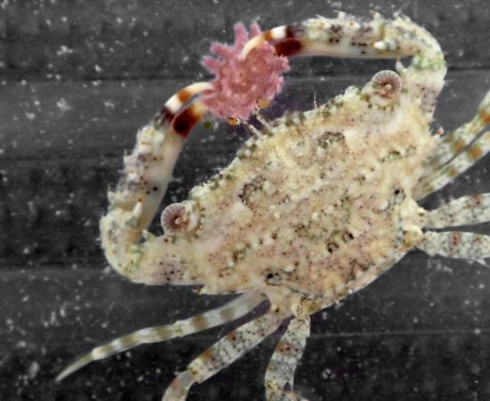 Close up image of a small crab feeding on a juvenile crown-of-thorns starfish