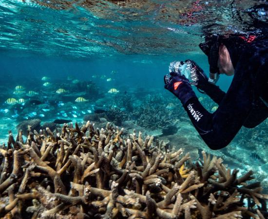 A snorkeller takes a picture with an underwater camera while swimming over a coral in shallow water