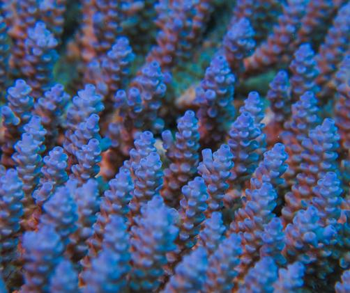 close up of a purple branching coral