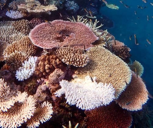 plate corals with one bleached colony